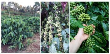 Cà phê dây Thuận An